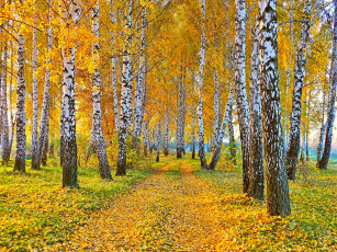 Картинка природа дороги осень дорога желтые листья березы