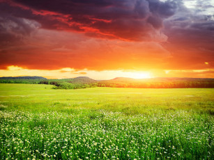 Картинка природа восходы закаты поля цветы закат пейзаж