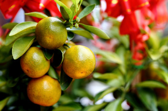 Картинка природа плоды цитрусы дерево мандарины