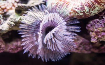 Картинка природа морские+глубины макро аквариум