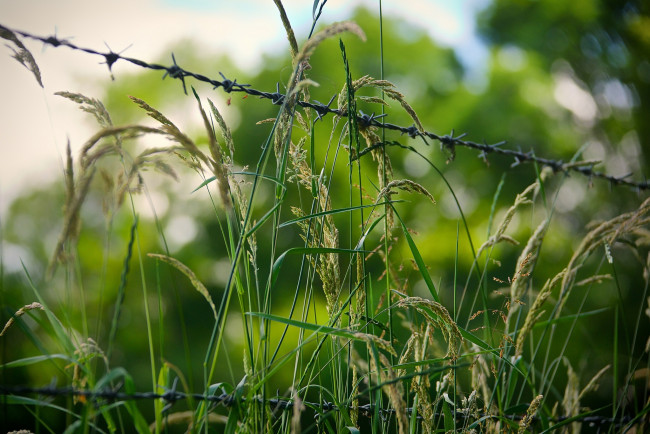 Обои картинки фото природа, макро, зеленый, колючки, проволока, трава