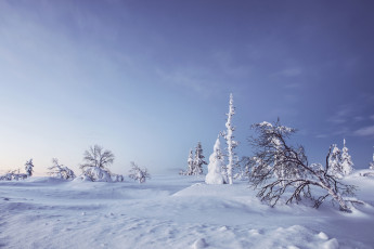 Картинка природа зима lapland деревья сугробы лапландия финляндия снег finland