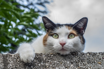 Картинка животные коты кошка