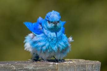 Картинка животные птицы голубая сиалия