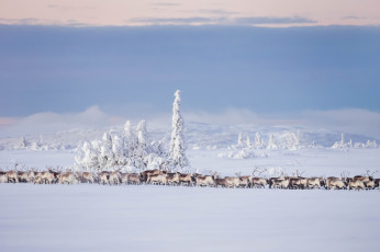 Картинка животные олени снег зима