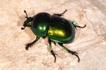 Картинка навозник животные насекомые зелёный насекомое жук