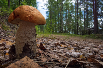 Картинка природа грибы грибочек