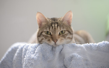 Картинка животные коты мордочка кошка кот полотенце взгляд