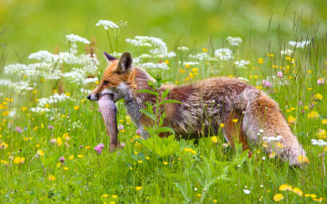 Картинка животные лисы лиса цветы луг добыча улов рыба