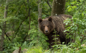 Картинка животные медведи медведь лес
