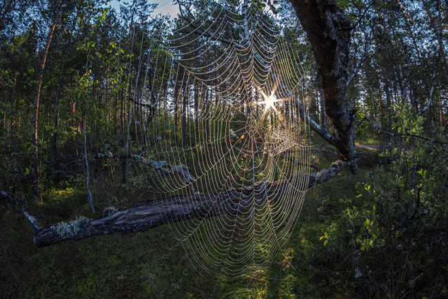 Обои картинки фото природа, лес, паутинка