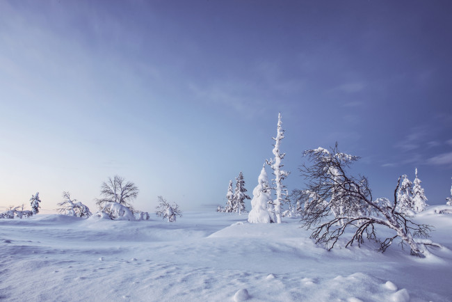 Обои картинки фото природа, зима, lapland, деревья, сугробы, лапландия, финляндия, снег, finland