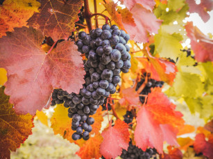 Картинка природа Ягоды +виноград листья гроздь
