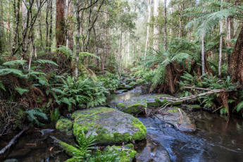Картинка австралия природа реки озера деревья водоем камни