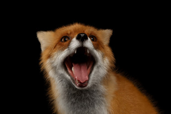 Картинка животные лисы открытая пасть