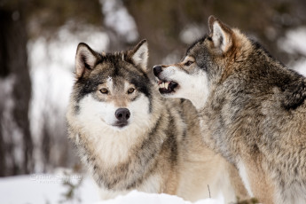 Картинка животные волки +койоты +шакалы окрас волк шерсть дикий опасен животное