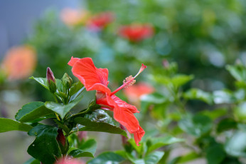 Картинка цветы гибискусы цветение листики тычинка красный гибискус