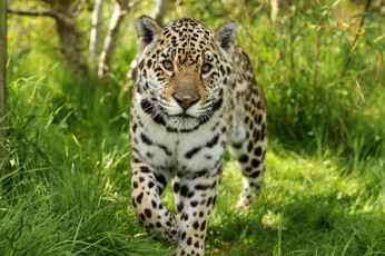 Картинка животные леопарды леопард красивый опасный дикий окрас
