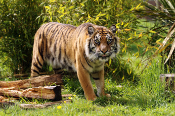 Картинка животные тигры мох камень котёнок тигрёнок взгляд кошка амурский тигр