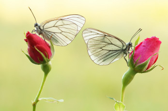 Картинка животные бабочки +мотыльки +моли яркость бабочка colors brightness butterfly расцветка