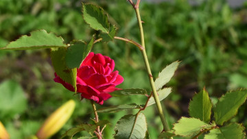 Картинка цветы розы красный цвет