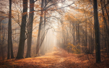 Картинка природа лес листва деревья осень