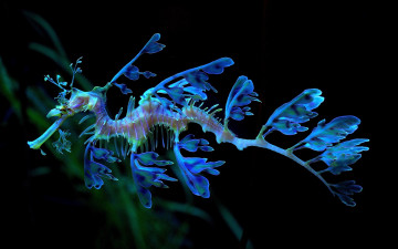 Картинка животные морская+фауна тряпичник голубой морской конёк