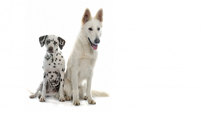 Обои картинки фото животные, собаки, двое, белый, фон