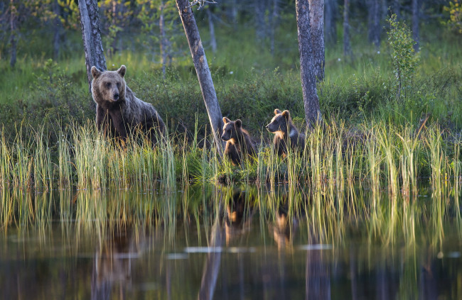 Обои картинки фото животные, медведи, лес, озеро