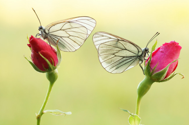 Обои картинки фото животные, бабочки,  мотыльки,  моли, яркость, бабочка, colors, brightness, butterfly, расцветка