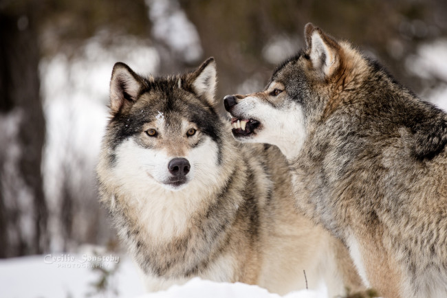 Обои картинки фото животные, волки,  койоты,  шакалы, окрас, волк, шерсть, дикий, опасен, животное