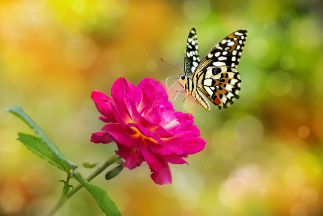 Обои картинки фото животные, бабочки,  мотыльки,  моли, фон, цветок