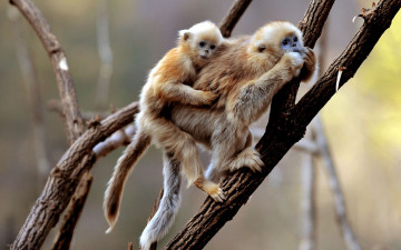 Картинка животные обезьяны гиббон