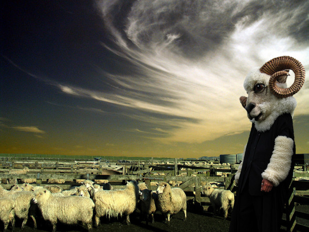 Обои картинки фото sedition, of, the, ovis, aries, животные, овцы, бараны