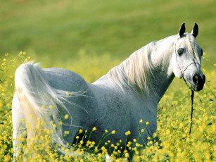 Картинка among the fields of gold arabian stallion животные лошади