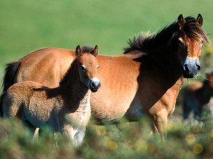 Картинка exmoor pony and foa животные лошади