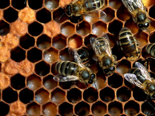 Картинка животные пчелы осы шмели