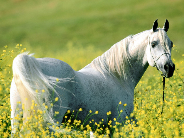 Обои картинки фото among, the, fields, of, gold, arabian, stallion, животные, лошади