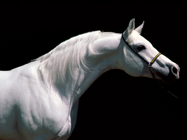 Обои картинки фото arabian, stallion, животные, лошади