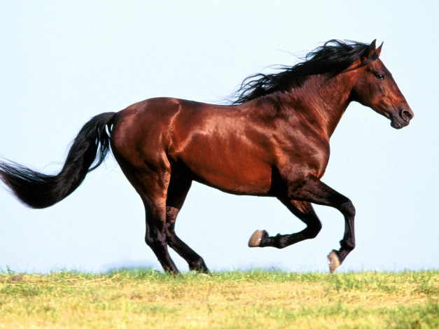 Обои картинки фото favority, andalusian, stallion, животные, лошади