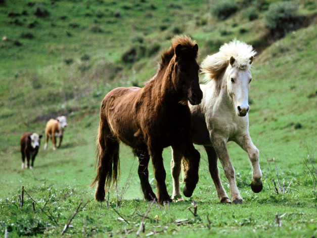 Обои картинки фото icelandic, животные, лошади