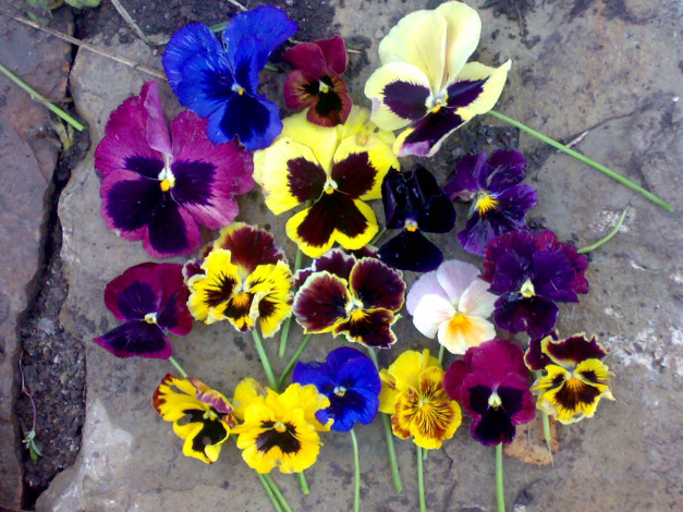 Обои картинки фото виолы, 13, 10, 2008, 027, цветы, анютины, глазки, садовые, фиалки