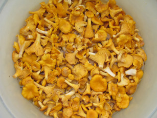 Картинка еда грибы грибные блюда в воде много желтые