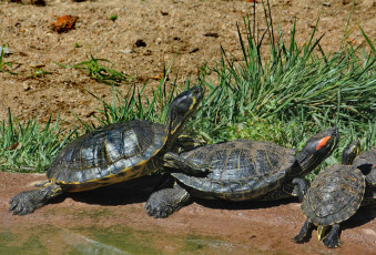 Картинка животные Черепахи трава вода черепахи