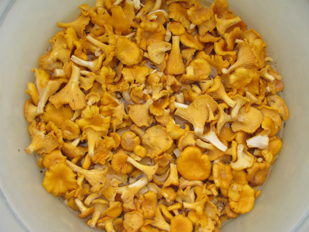 Обои картинки фото еда, грибы, грибные, блюда, в, воде, много, желтые