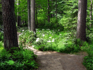 Картинка arboretum mustila finland природа парк сад