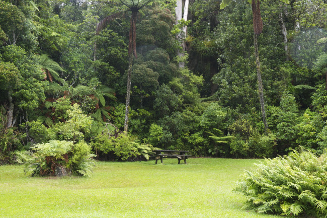 Обои картинки фото новая, зеландия, уэйпауа, каери, форест, природа, лес