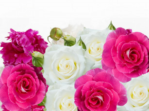 Картинка цветы разные+вместе пионы розы