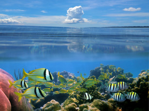Картинка животные рыбы кораллы море морское дно