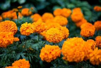 обоя цветы, бархатцы, цветение, бутоны, оранжевые